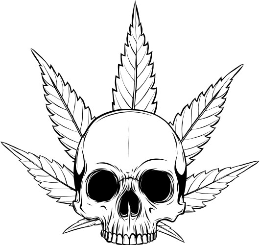 Black and White Skull with Marijuana Leaves Vector Image