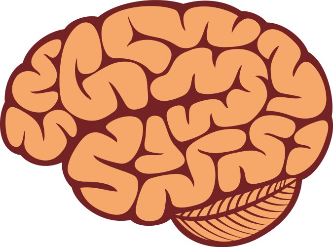 Brain Vector Images (over 260,000)