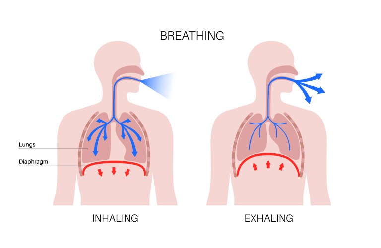 Diagram showing diaphragm functions in breathing Vector Image
