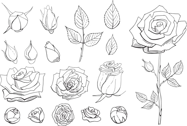Hand Drawn Rose Buds & Leaves Vector Image