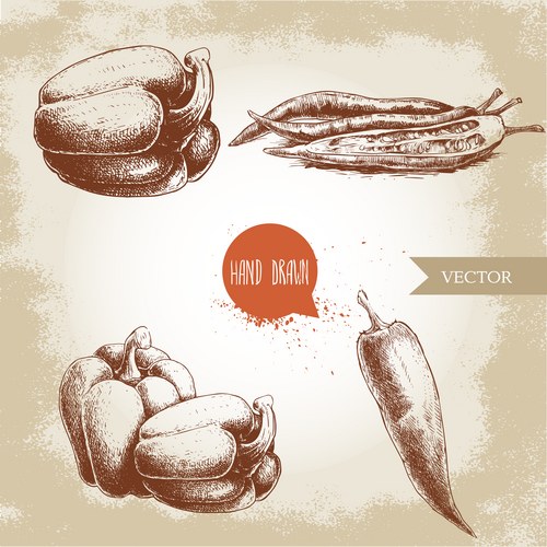 Hand Drawn Pepper Sketch Collection Vector Image