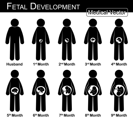 Stages of pregnancy and baby fetus development Vector Image