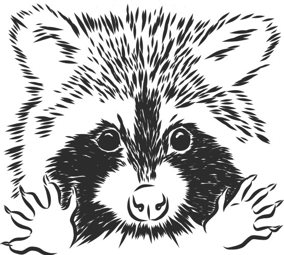 Sketchy Raccoon Portrait Vector Image