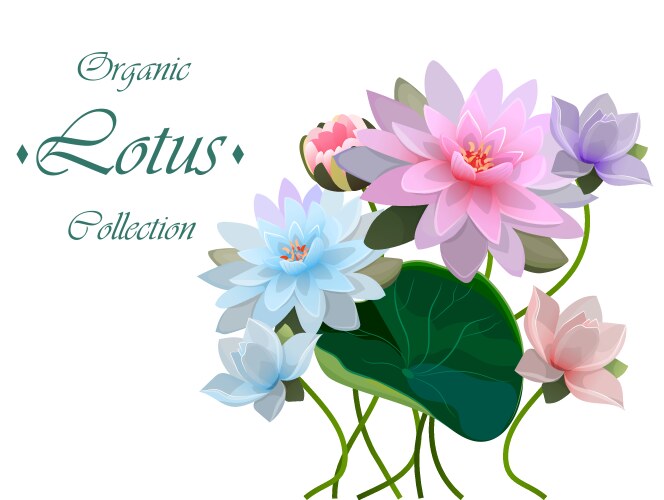 Elegant Lotus Flower Vector Image