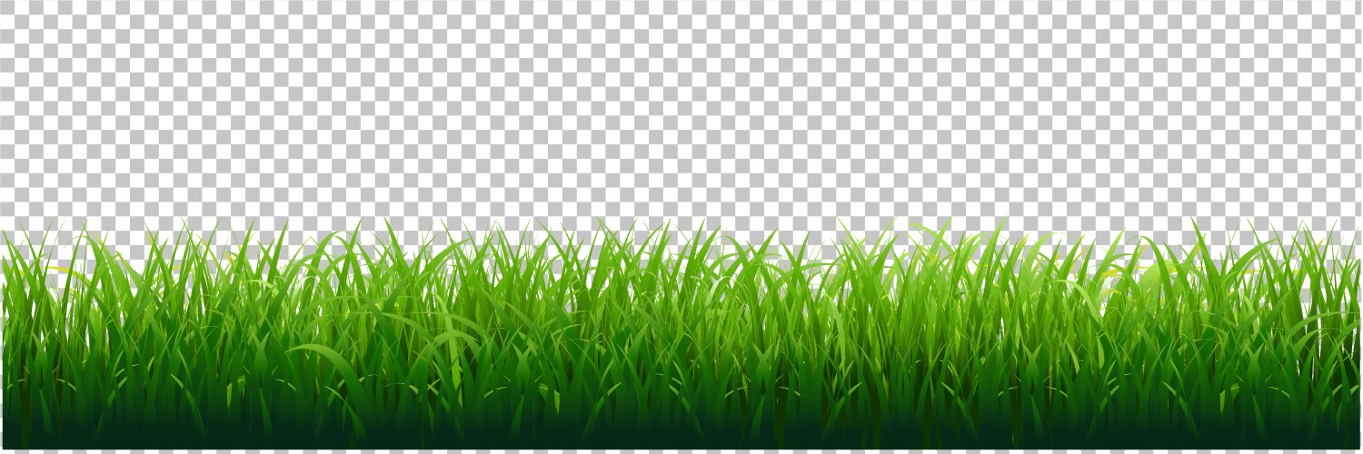 Green grass border transparent background Vector Image