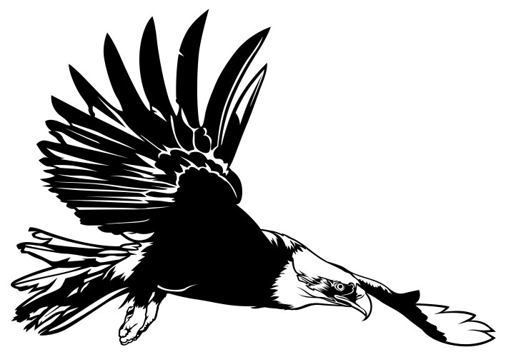 Soaring Bald Eagle Wingspan – Royalty-Free Vector | VectorStock