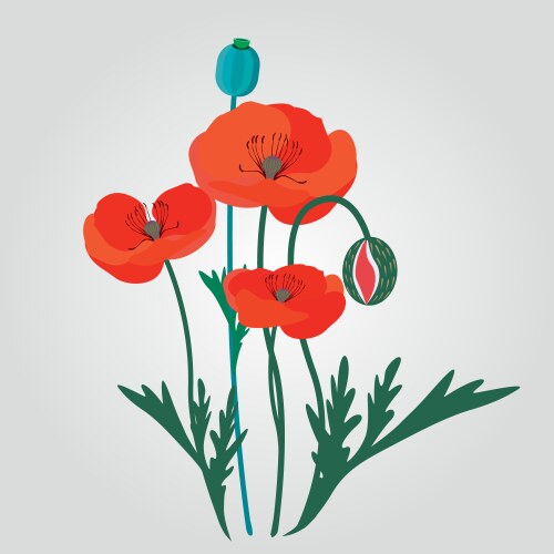 Poppyes Vector Image