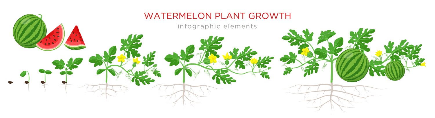 watermelon plant growth stages from seed seedling vector