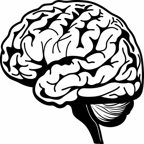 Detailed Human Brain Line Art Vector Image