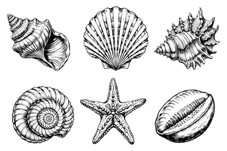 Vintage Seashell & Starfish Engraving Set Vector Image