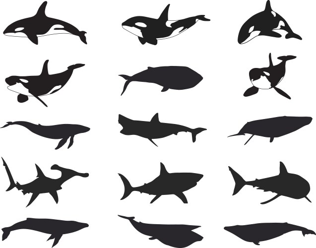 Shark and whale silhouette Vector Image