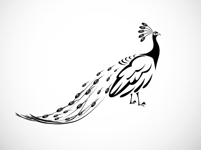 Stunning Peacock Feather Art Vector Image