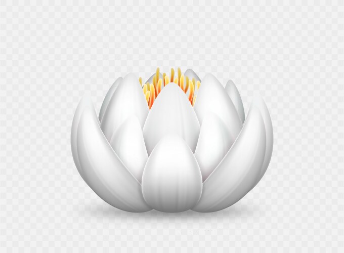 realistic white lotus flower beautiful lily vector