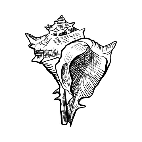 Angular Murex Conch Sketch Vector Image