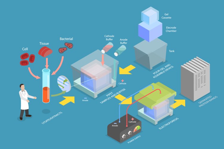 3d isometric flat conceptual Royalty Free Vector Image