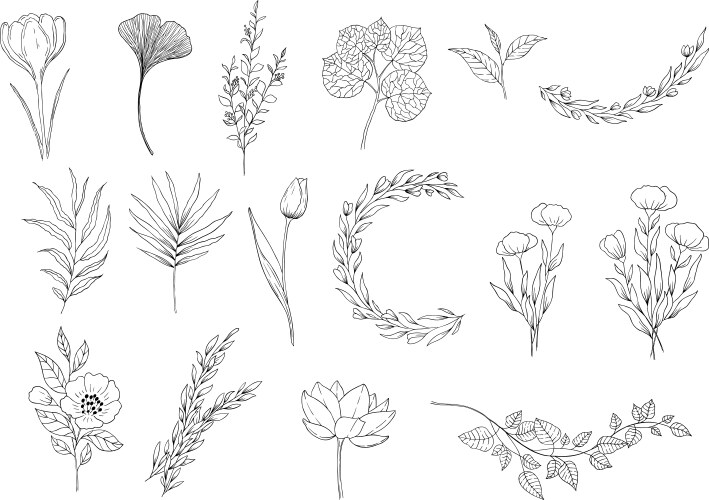 Botanical Floral Elements Set Vector Image