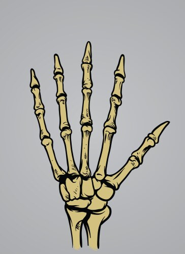 Human hand bones isolated Royalty Free Vector Image