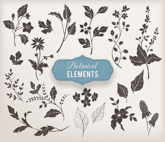Botanical hand drawn elements Royalty Free Vector Image