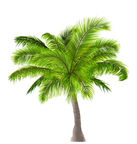 Palm tree Royalty Free Vector Image - VectorStock