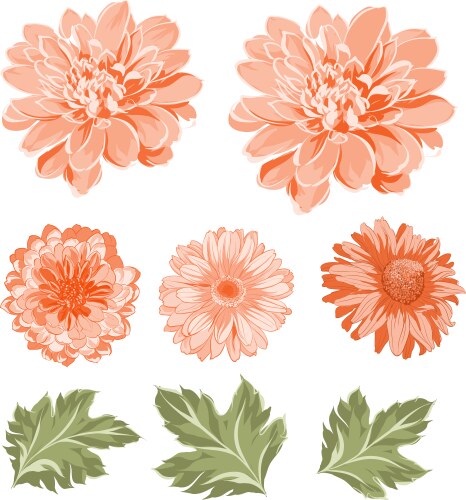 Chrysanthemum Flower Elements Vector Image