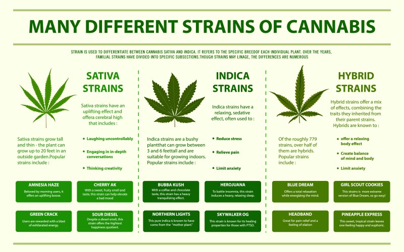 different strains cannabis horizontal info vector