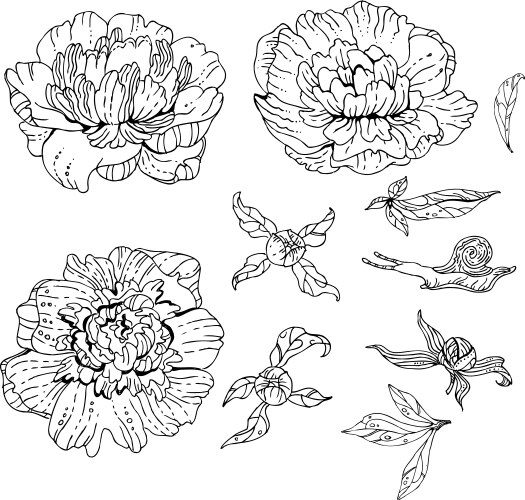 set of doodle flowers vector