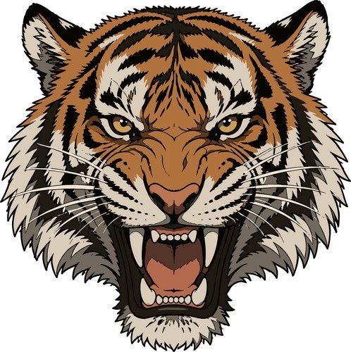 Tooth Drawing.pdf Fierce tiger roaring with bared teeth β Royalty-Free Vector | VectorStock