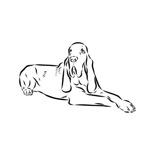 Decorative portrait in profile of dog bloodhound Vector Image