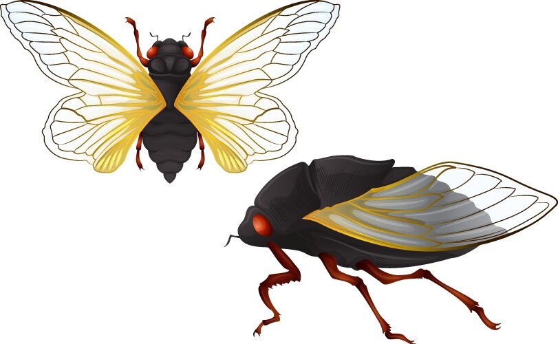Cicada Shell Vector Cicada Vector Images (over 440)