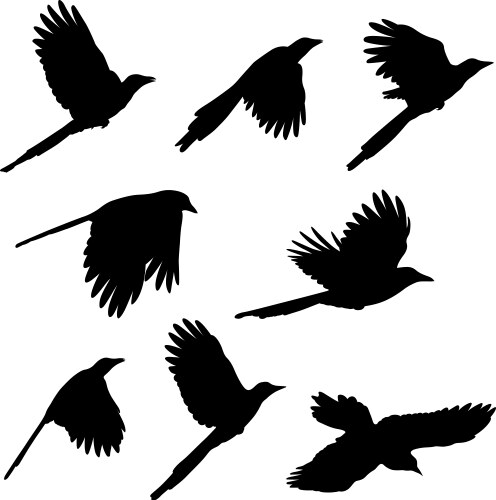 Magpie Silhouettes Vector Image