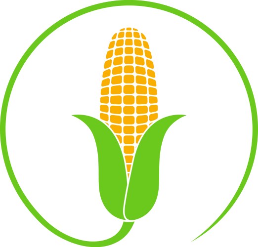 Corn vector image