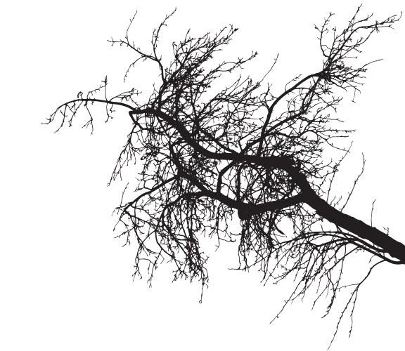 bare tree branch silhouette on white background vector image