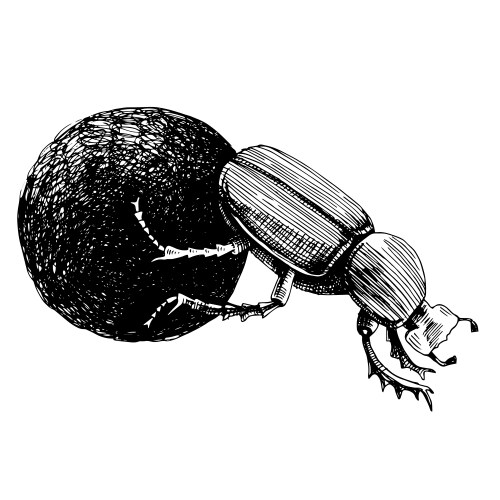 African Dung Beetle Rolling Ball Vector Image