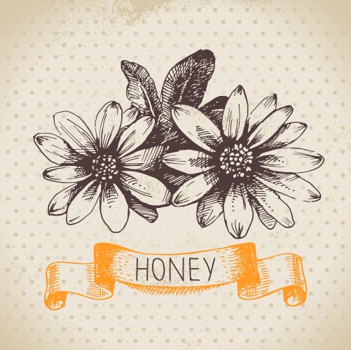 Honey Sketch Background – Royalty-Free Vector | VectorStock