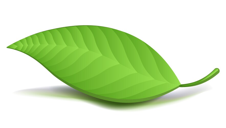 realistic green leaf isolated vector