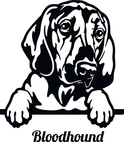 Bloodhound Portrait - Close-Up Vector Image