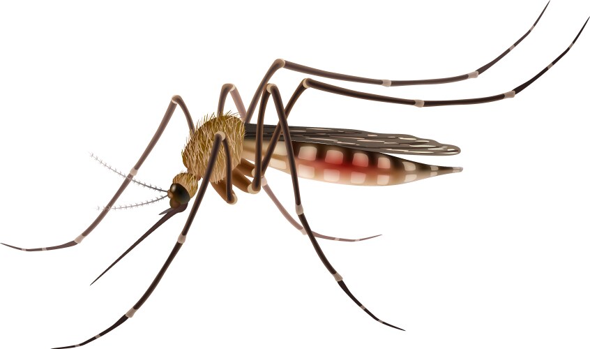 mosquito realistic vector