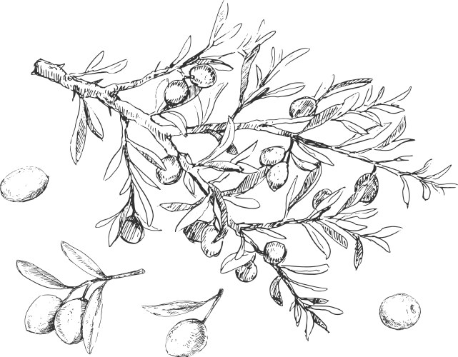 olive-tree-sketch-vector-images-over-11-000