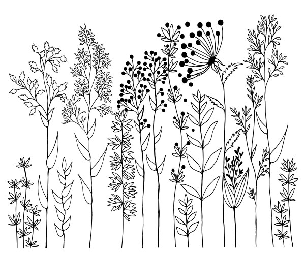 Wildflower Botanical Sketch Vector Image