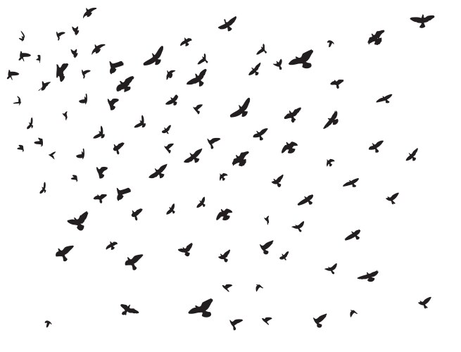 Flying bird seamless pattern flock birds Vector Image