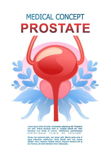 Medical concept internal organ prostate vector image