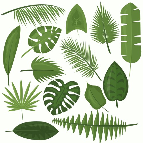 Tropical Green Leaf Set Vector Image