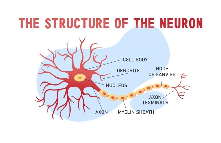Motor neuron Royalty Free Vector Image - VectorStock