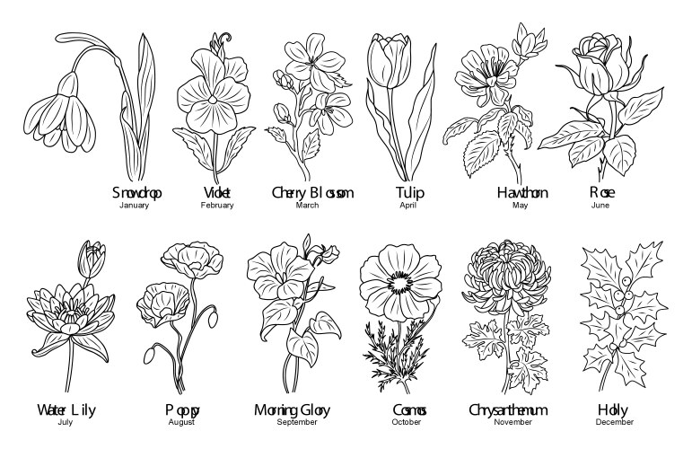 Floral Birth Month Line Art Vector Image