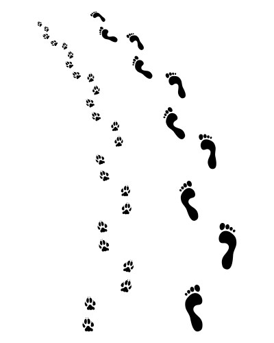 Footprints and Dog Paws Vector Image