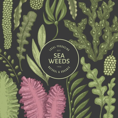 Seaweed design template hand drawn seaweeds Vector Image