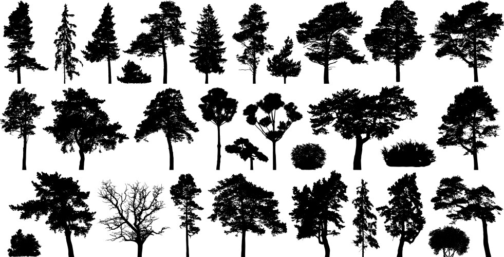 Trees set isolated on white background coniferous vector image