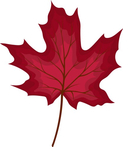 Realistic red maple leaf Royalty Free Vector Image