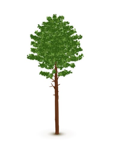 Realistic tree with leaves Royalty Free Vector Image
