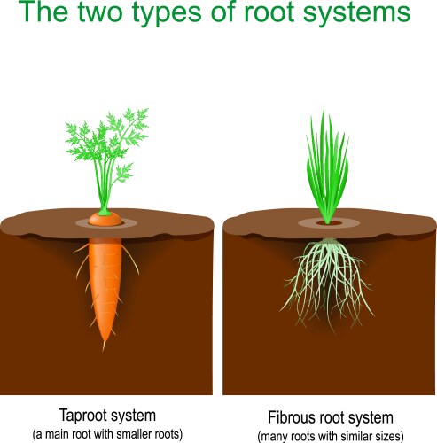 Taproot system and fibrous root vector image